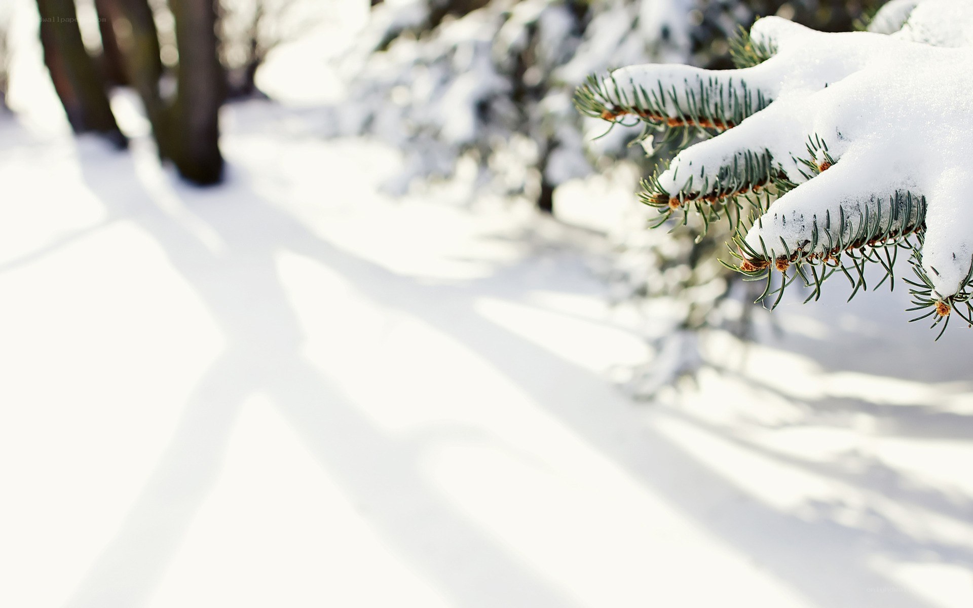 Snow-covered pine branch