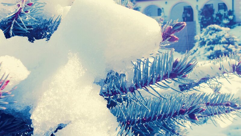 Snow-covered pine branch