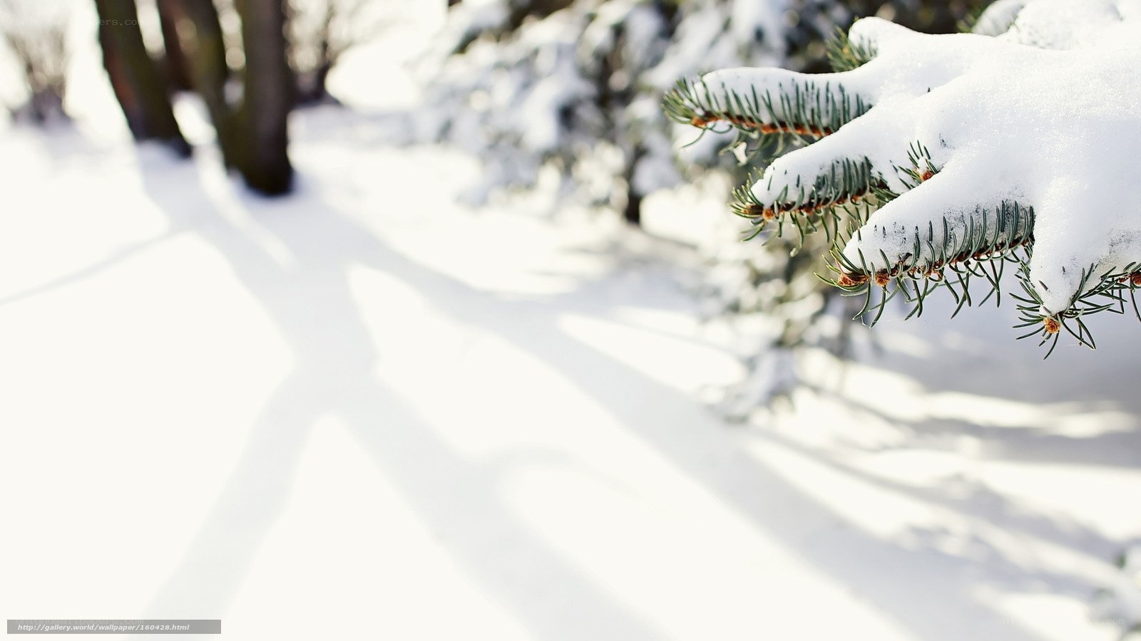 Snow-covered pine branch