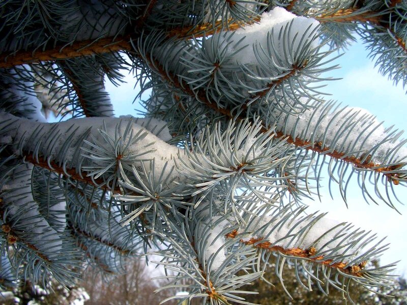 Snow-covered Pine Branch — Blue, Calm