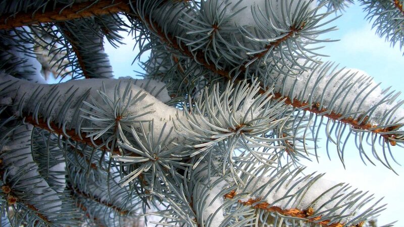 Snow-covered Pine Branch — Blue, Calm, Winter, Photograph, Pine Needles