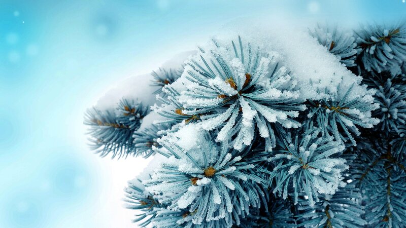 Snow-covered Pine Branch — Blue, Calm, Winter, Photograph, Snow, Pine Needles, Sky, White