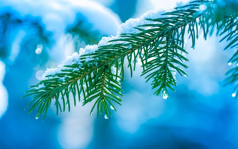 Snow-covered Pine Branch — Blue, Calm, Winter, Photograph, Snow