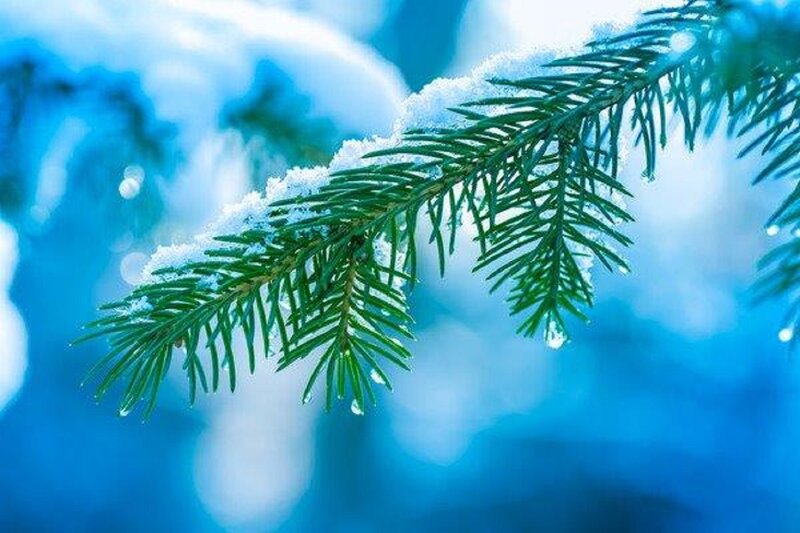 Snow-covered Pine Branch — Blue, Calm, Winter, Photograph