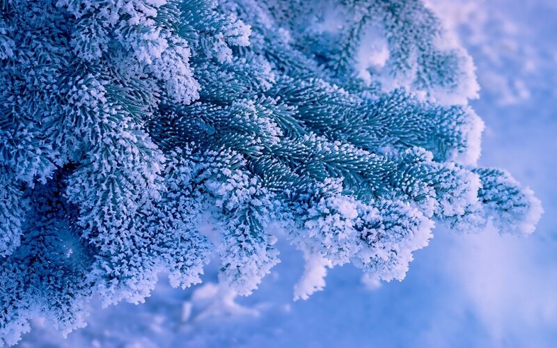 Snow-covered Pine Branch — Blue, Cold