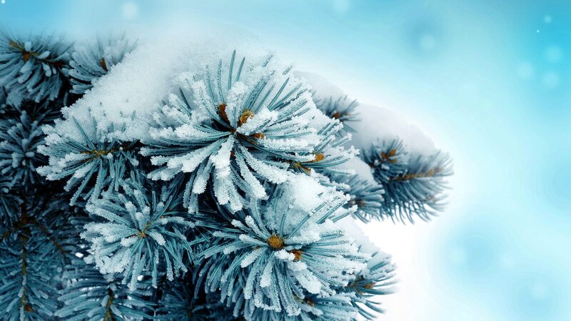 Snow-covered Pine Branch — Blue, Cold, Winter