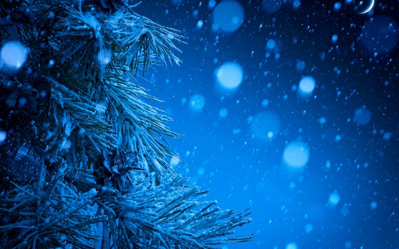Snow-covered Pine Branch — Blue, Serene, Night, Photograph