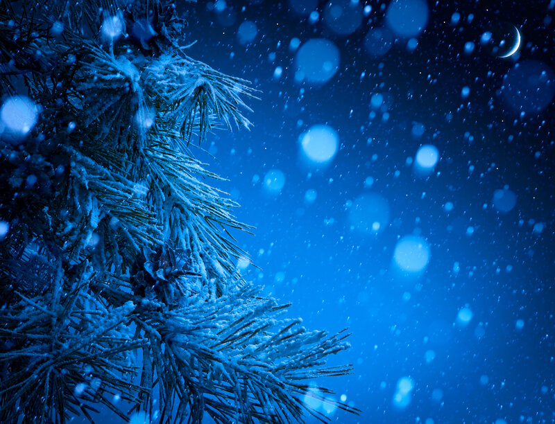 Snow-covered Pine Branch — Blue, Serene, Night