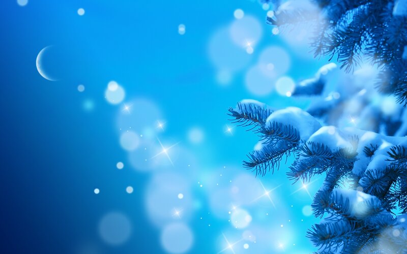 Snow-covered Pine Branch — Blue, Serene