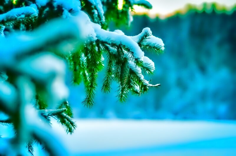 Snow-covered Pine Branch — Blue, Serene, Winter, Photograph, Pine Needles