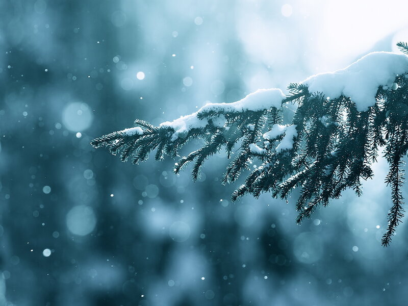 Snow-covered Pine Branch — Blue, Serene, Winter, Photograph, Snow, Pine Needles, Bokeh