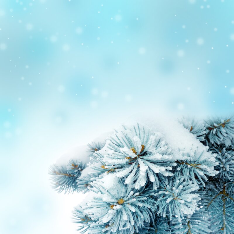 Snow-covered Pine Branch — Blue, Serene, Winter, Photograph, Snow, Pine Needles, Sky, White