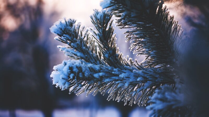 Snow-covered Pine Branch — Blue, Serene, Winter, Photograph, Snow, Pine Needles, Sunlight