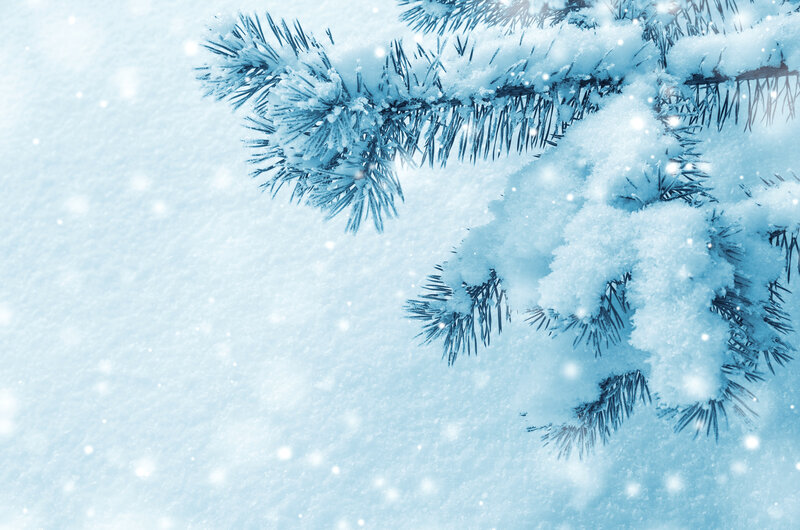 Snow-covered Pine Branch — Blue, Serene, Winter, Photograph, Snow