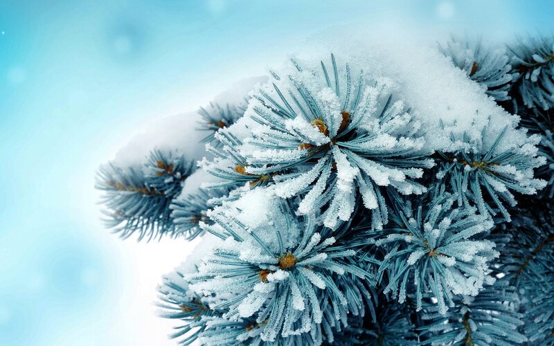 Snow-covered Pine Branch — Blue, Serene, Winter, Photograph