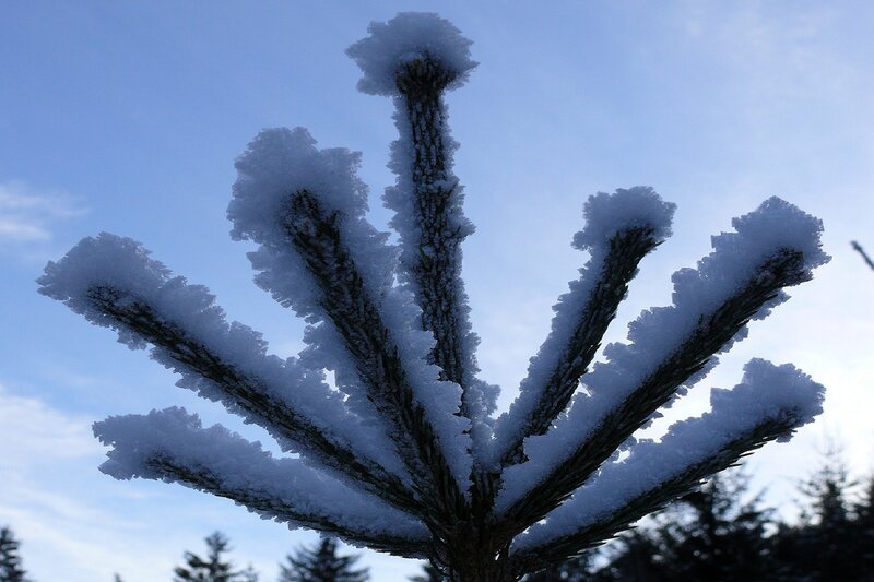 Snow-covered Pine Branch — Blue, Serene, Winter