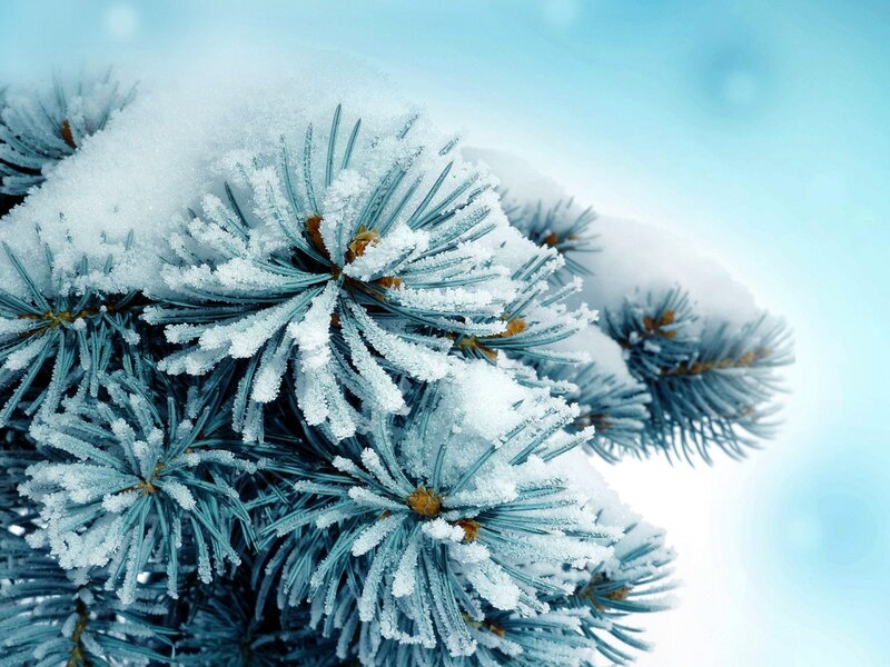 Snow-covered Pine Branch — Blue