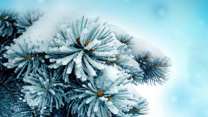 Snow-covered Pine Branch — Calm