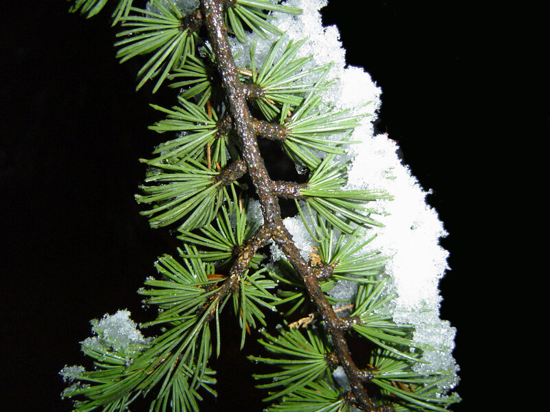 Snow-covered Pine Branch — Green, Calm, Night