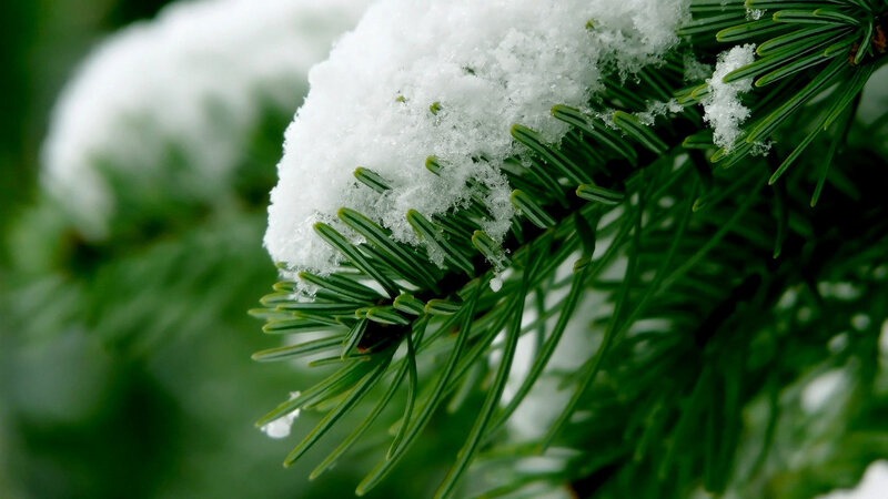 Snow-covered Pine Branch — Green, Calm