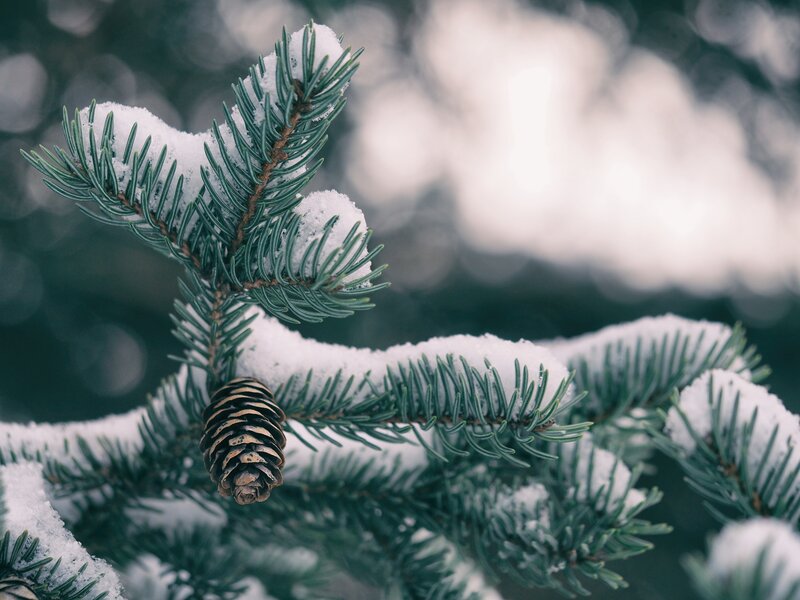 Snow-covered Pine Branch — Green, Calm, Winter, Photograph, Pine Needles, Pinecone