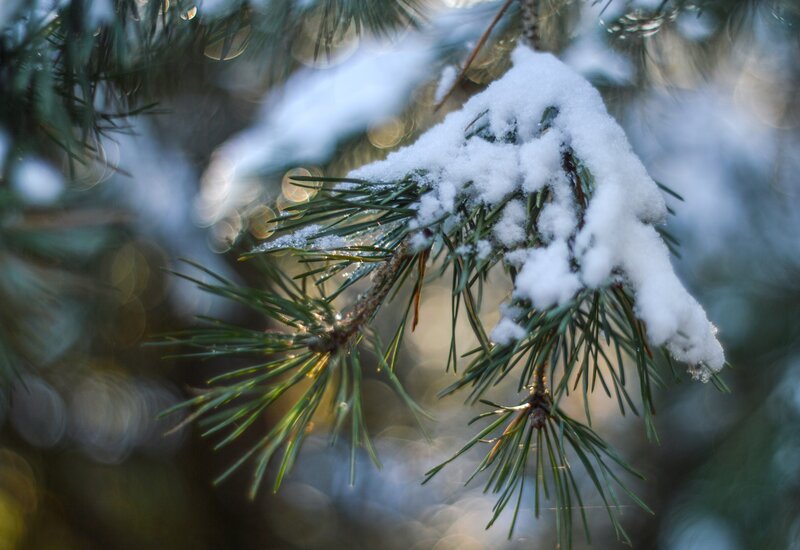 Snow-covered Pine Branch — Green, Calm, Winter, Photograph, Pine Needles, Snow, Bokeh