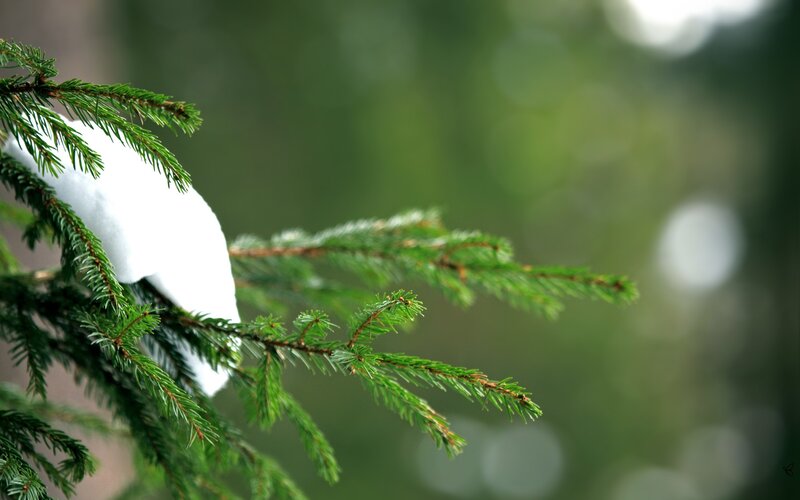 Snow-covered Pine Branch — Green, Calm, Winter, Photograph, Pine Needles, Snow, Forest
