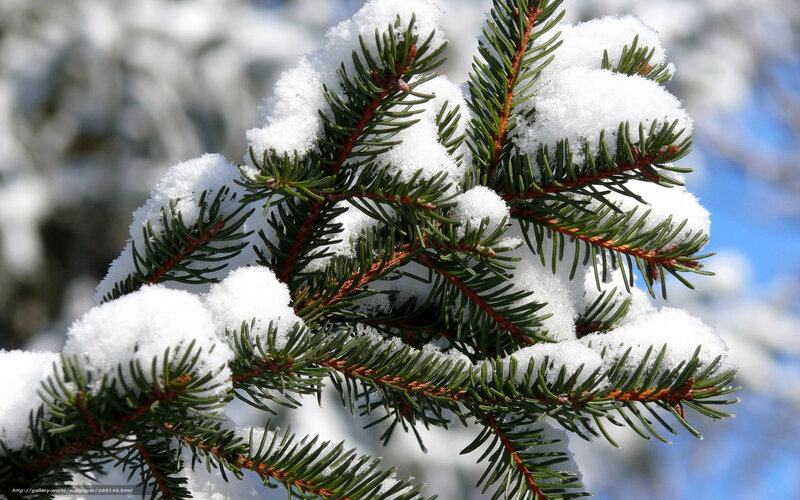 Snow-covered Pine Branch — Green, Calm, Winter, Photograph, Pine Needles