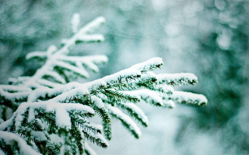 Snow-covered Pine Branch — Green, Calm, Winter, Photograph, Snow, Pine Needles, Forest