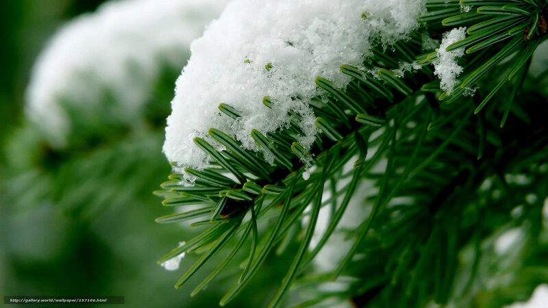 Snow-covered Pine Branch — Green, Calm, Winter, Photograph, Snow, Pine Needles, Greenery