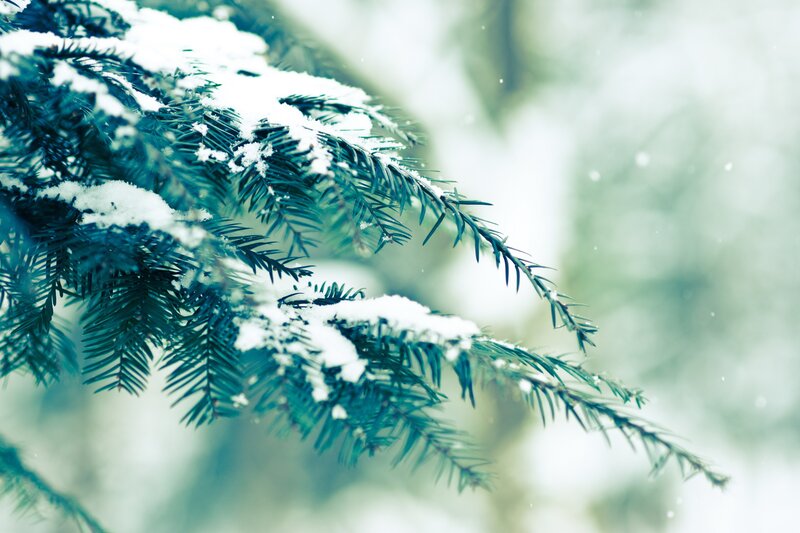 Snow-covered Pine Branch — Green, Calm, Winter, Photograph, Snow, Pine Needles, Out of Focus Background, White