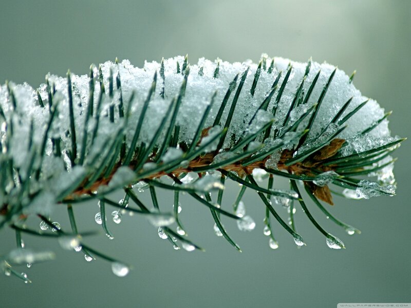Snow-covered Pine Branch — Green, Calm, Winter, Photograph, Snow, Pine Needles