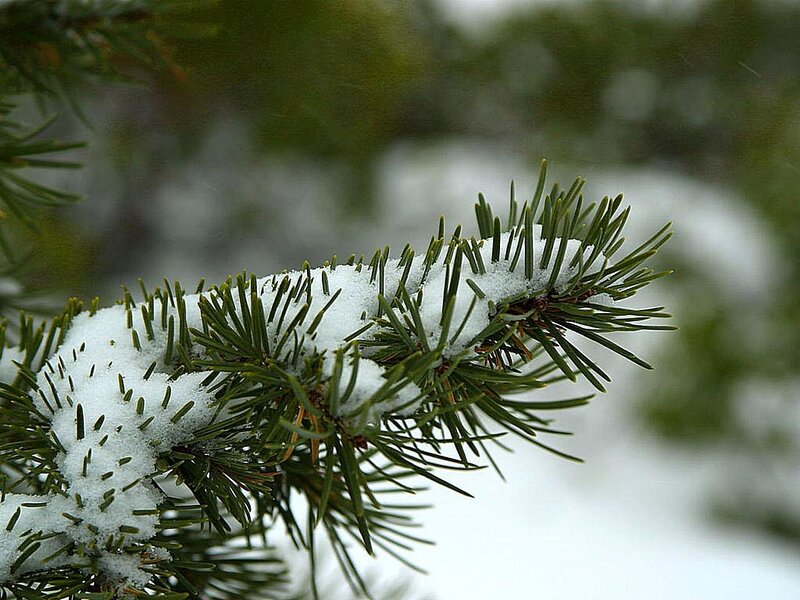 Snow-covered Pine Branch — Green, Calm, Winter, Photograph