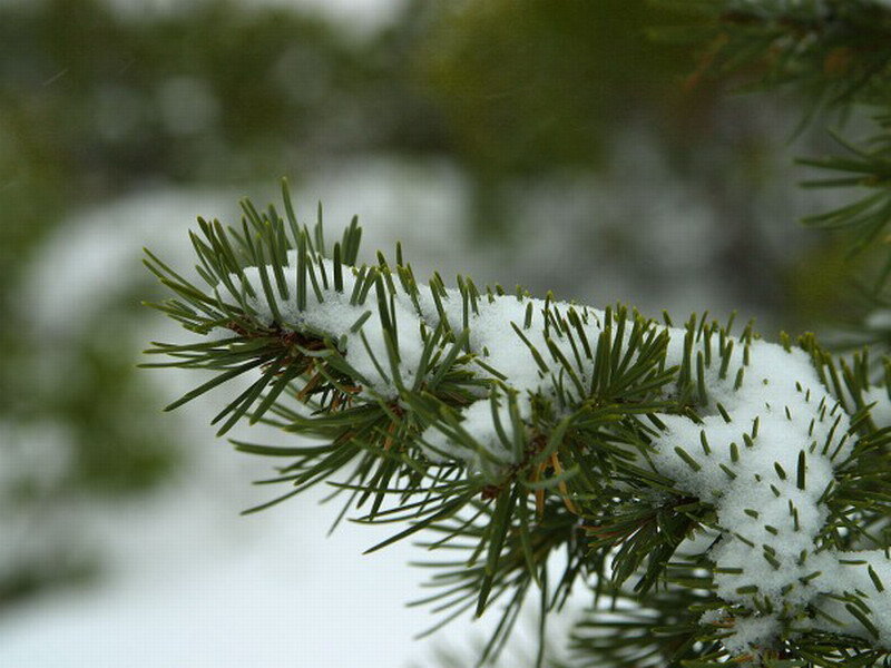 Snow-covered Pine Branch — Green, Calm, Winter