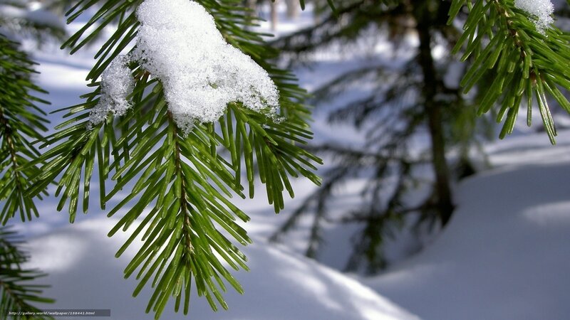 Snow-covered Pine Branch — Green, Serene, Winter, Photograph, Pine Needles, Snow, Forest