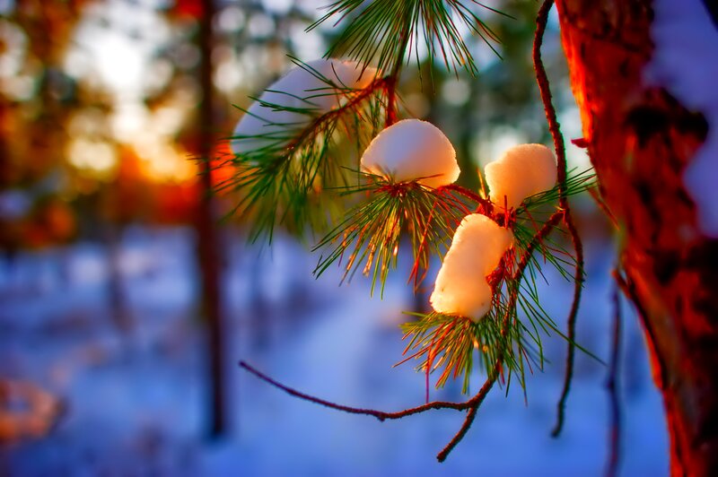 Snow-covered Pine Branch — Green, Serene, Winter, Photograph, Pine Needles, Snow