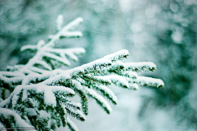 Snow-covered Pine Branch — Green, Serene, Winter, Photograph, Snow, Pine Needles, Forest