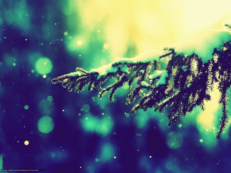 Snow-covered Pine Branch — Green, Serene, Winter, Photograph, Snow, Pine Needles