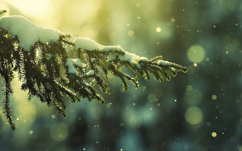 Snow-covered Pine Branch — Green, Serene, Winter, Photograph, Snow, Sunlight, Bokeh