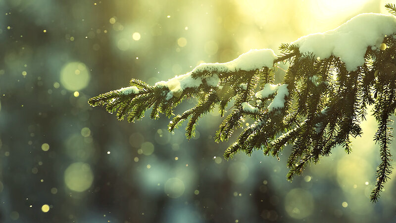 Snow-covered Pine Branch — Green, Serene, Winter, Photograph, Snow, Sunlight