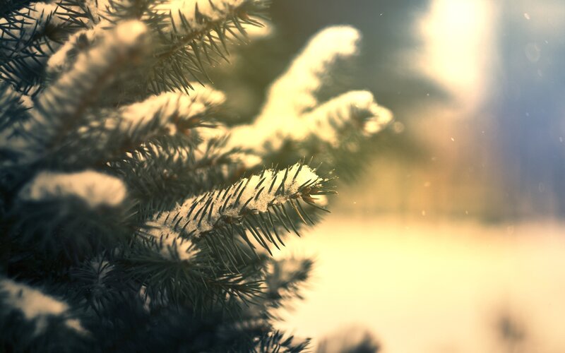 Snow-covered Pine Branch — Green, Serene, Winter, Photograph, Snow, Sunlight, Trees