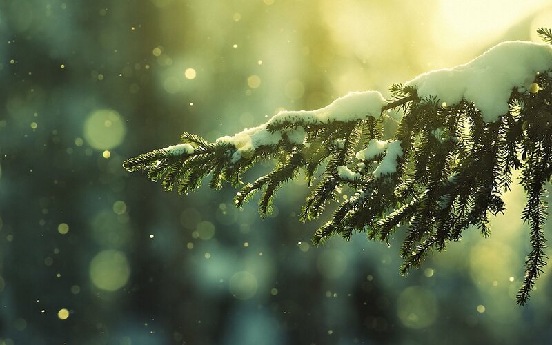 Snow-covered Pine Branch — Green, Serene, Winter, Photograph