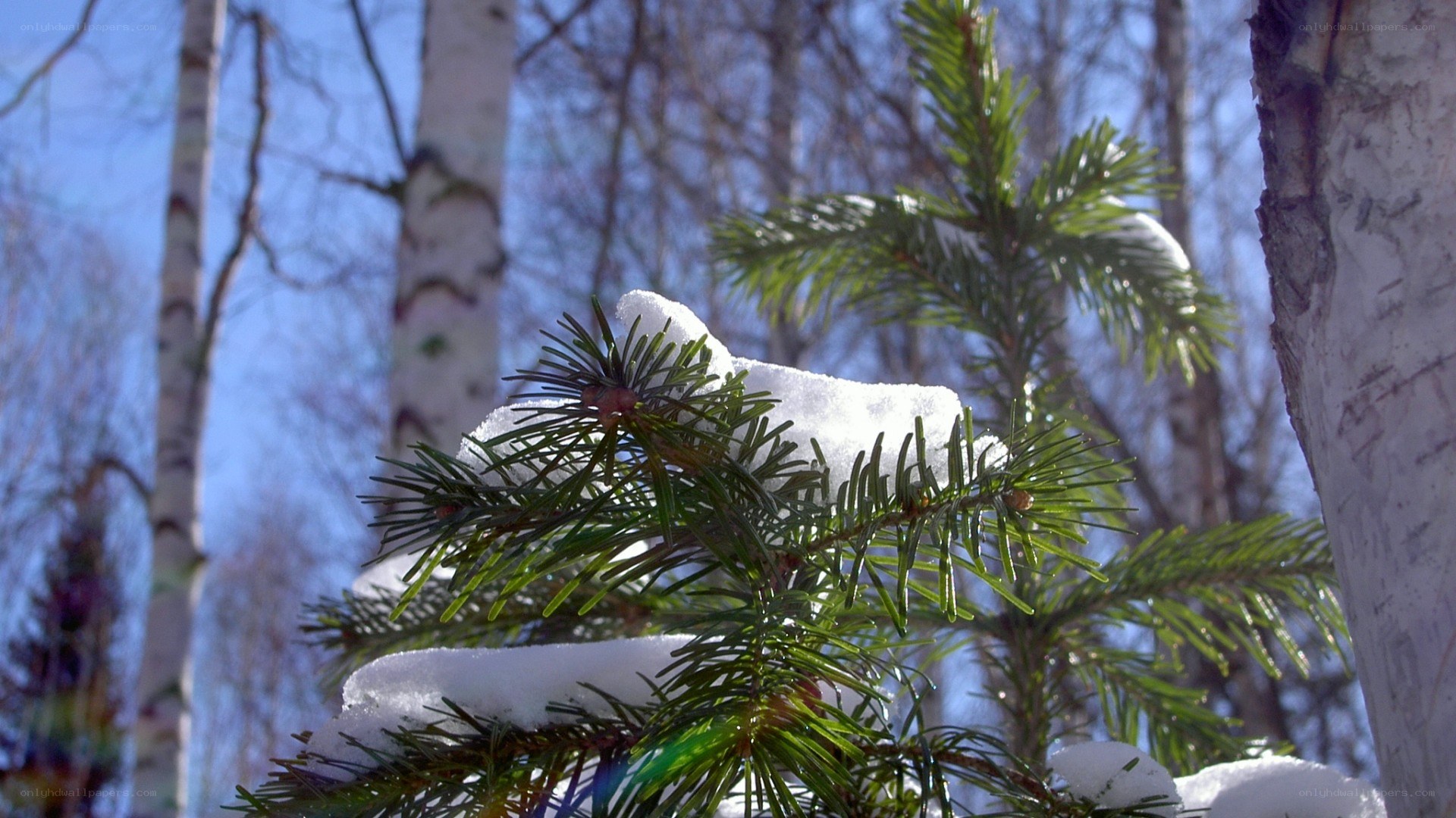 Snow-covered pine branch in forest