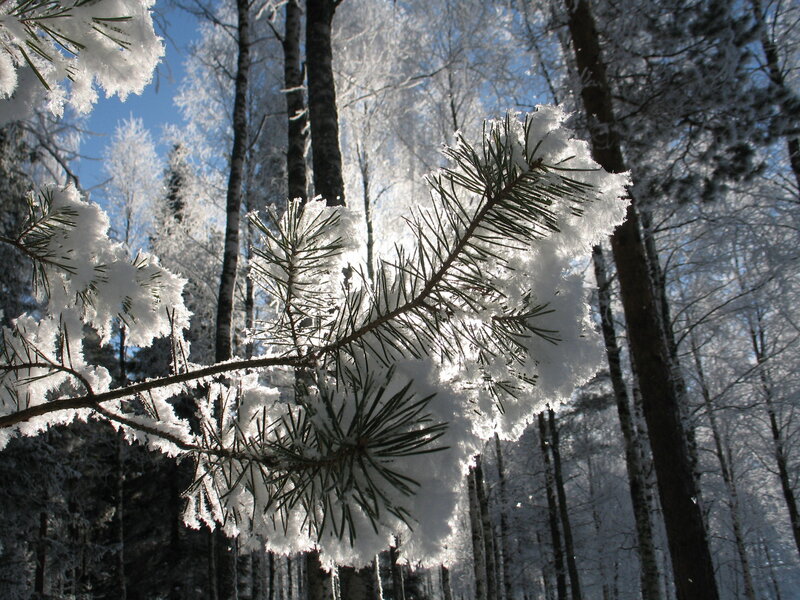Snow-covered pine branch in winter forest