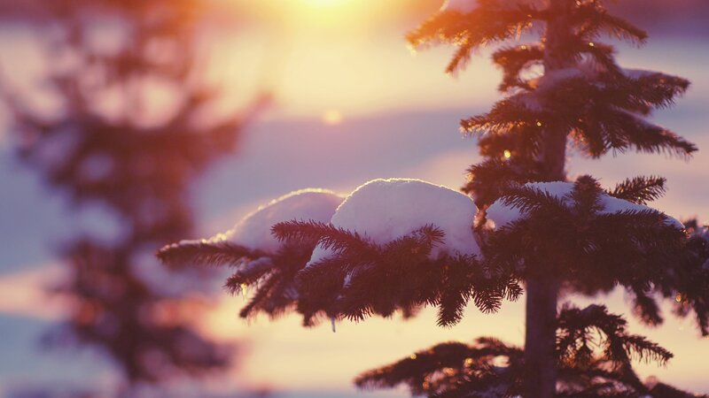 Snow-covered Pine Branch — Purple, Serene