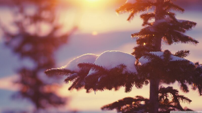 Snow-covered Pine Branch — Purple