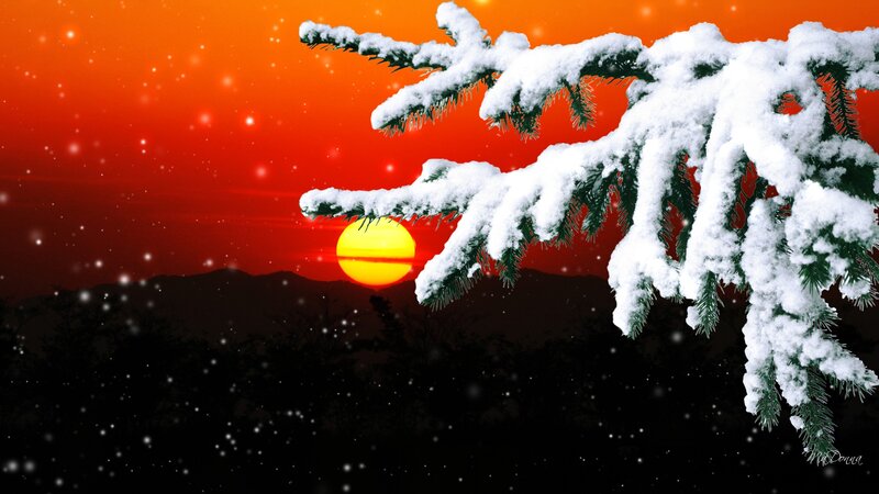 Snow-covered Pine Branch — Red