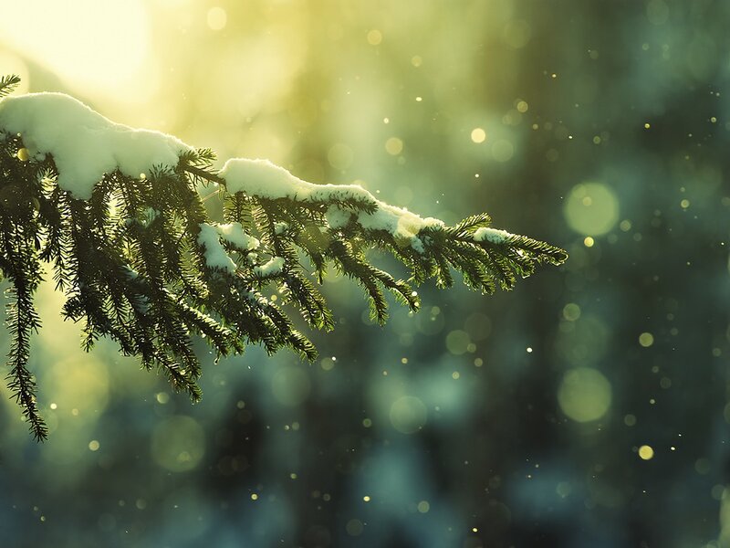 Snow-covered Pine Branch — Sunlight