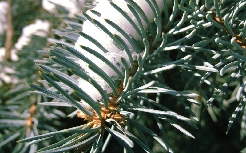 Snow-covered pine branch