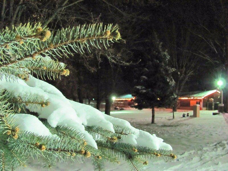 Snow-covered Pine Branch — White, Calm